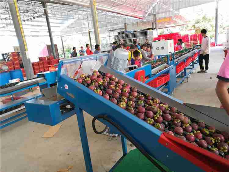 果蔬分選之竹果的分選設(shè)備 果蔬分選之竹果的分選設(shè)備