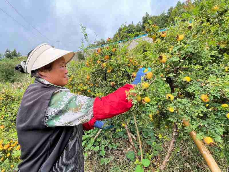 水城區(qū)：企業(yè)“鎖鮮”壓榨生產(chǎn)忙，精深加工助力刺梨“身價倍增”(圖7)