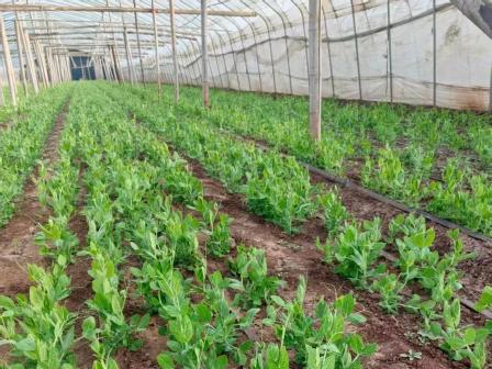 食品行業(yè)：2025年菜農(nóng)怎么辦？種什么？怎么賣？賣給誰？